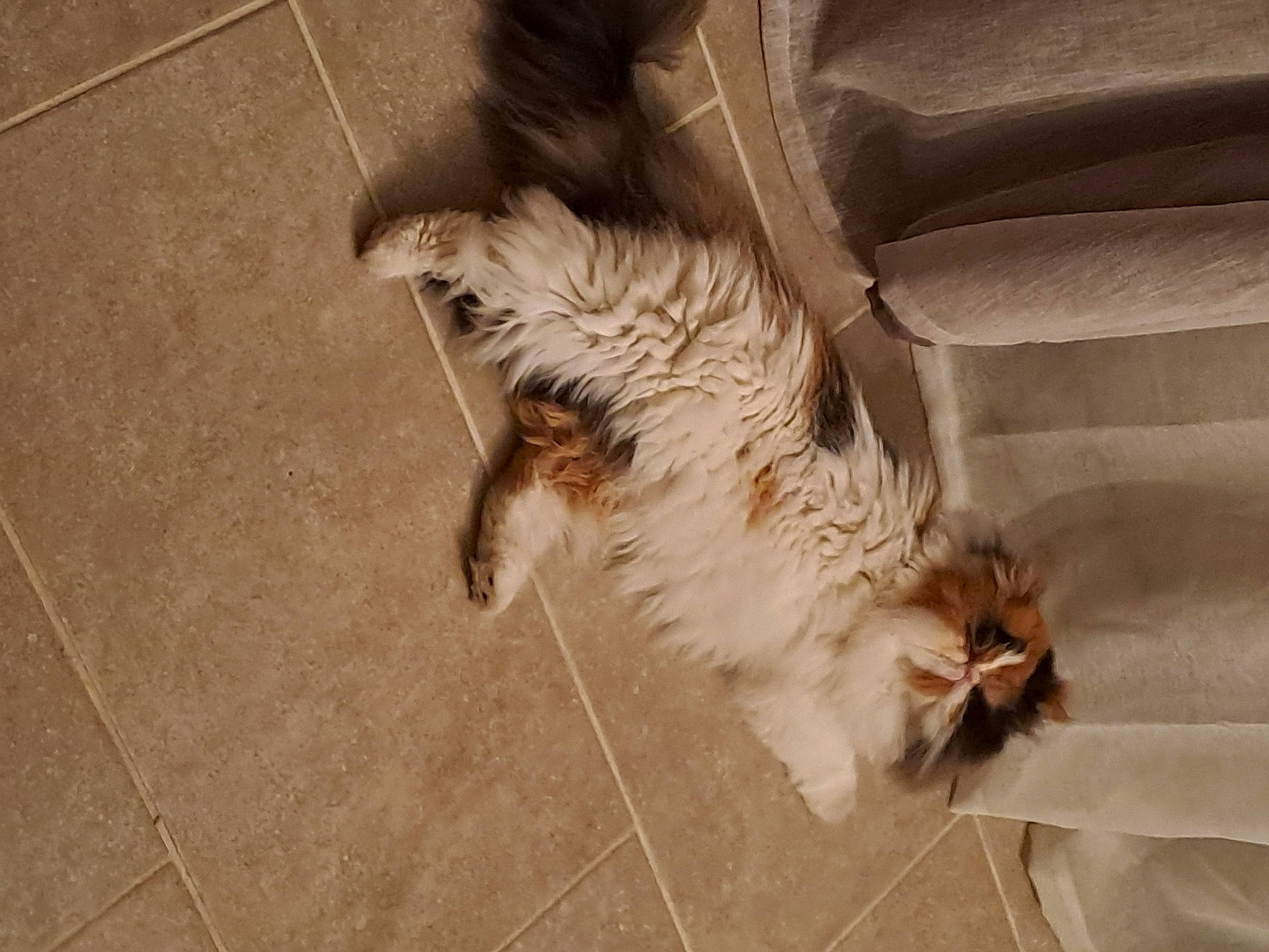 Sweet participe au concours pour gagner de l'argent avec cette photo : carnivore, cat, claw, comfort, companion_dog, domestic_short_haired_cat, felidae, floor, flooring, foot, fur, hardwood, human_leg, paw, small_to_medium_sized_cats, tail, terrestrial_animal, tints_and_shades, whiskers, wood