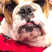 Penny Lane joined the competition — help win amazing prizes! blanket, brown_fur, bulldog, close_up, cute, dog, eyes, face, fur, indoor, jowls, muzzle, nose, pet, portrait, red_blanket, sleepy_expression, tongue, white_fur, wrinkles