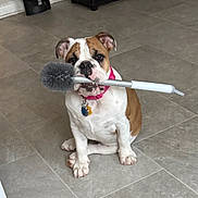 Penny Lane is registered to the contest to win money with this photo: dog, bulldog, pet, toilet_brush, brush, sitting, collar, dog_tag, tile_floor, indoor, shelf, cd_rack, furniture, cute, looking_at_camera, ears, paws, muzzle, brown_and_white, pink_bandana
