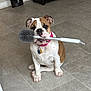 dog, bulldog, pet, toilet_brush, brush, sitting, collar, dog_tag, tile_floor, indoor, shelf, cd_rack, furniture, cute, looking_at_camera, ears, paws, muzzle, brown_and_white, pink_bandana