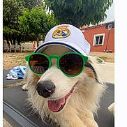 Blue participe au concours pour gagner de l'argent avec cette photo : animal, building, cap, chair, dog, fur, green, happy, leisure, outdoor, pet, relaxed, shade, summer, sunglasses, sunny, table, tongue, tree, white