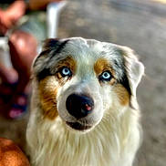 Blue a rejoint le concours — aidez-le/la à gagner de superbes lots ! alert, animal, blue_eyes, canine, close_up, companion, cute, dog, domestic_animal, ears, fluffy, friendly, fur, looking_at_camera, mammal, nose, outdoor, pet, portrait, whiskers