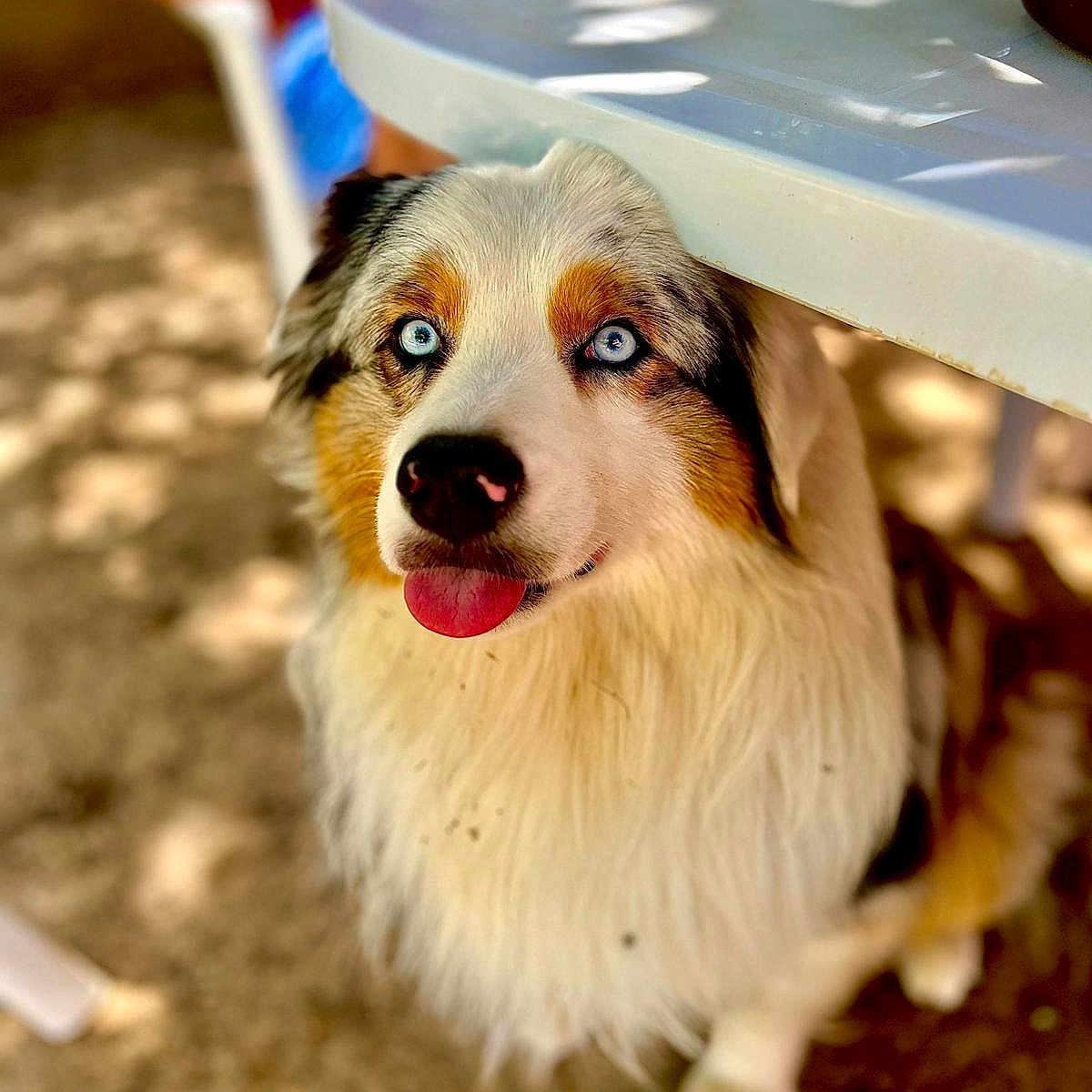 Blue participe au concours pour gagner de l'argent avec cette photo : adorable, animal, black, blue_eyes, brown, canine, close_up, cute, dog, fluffy, fur, outdoor, pet, playful, shadow, sunlight, table, tongue_out, white, white_table