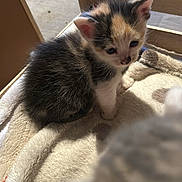 Vénus a rejoint le concours — aidez-le/la à gagner de superbes lots ! abyssinian, animal, blanket, cat, kitten, manx, person, pet, quilt, siamese, sleeping, wood