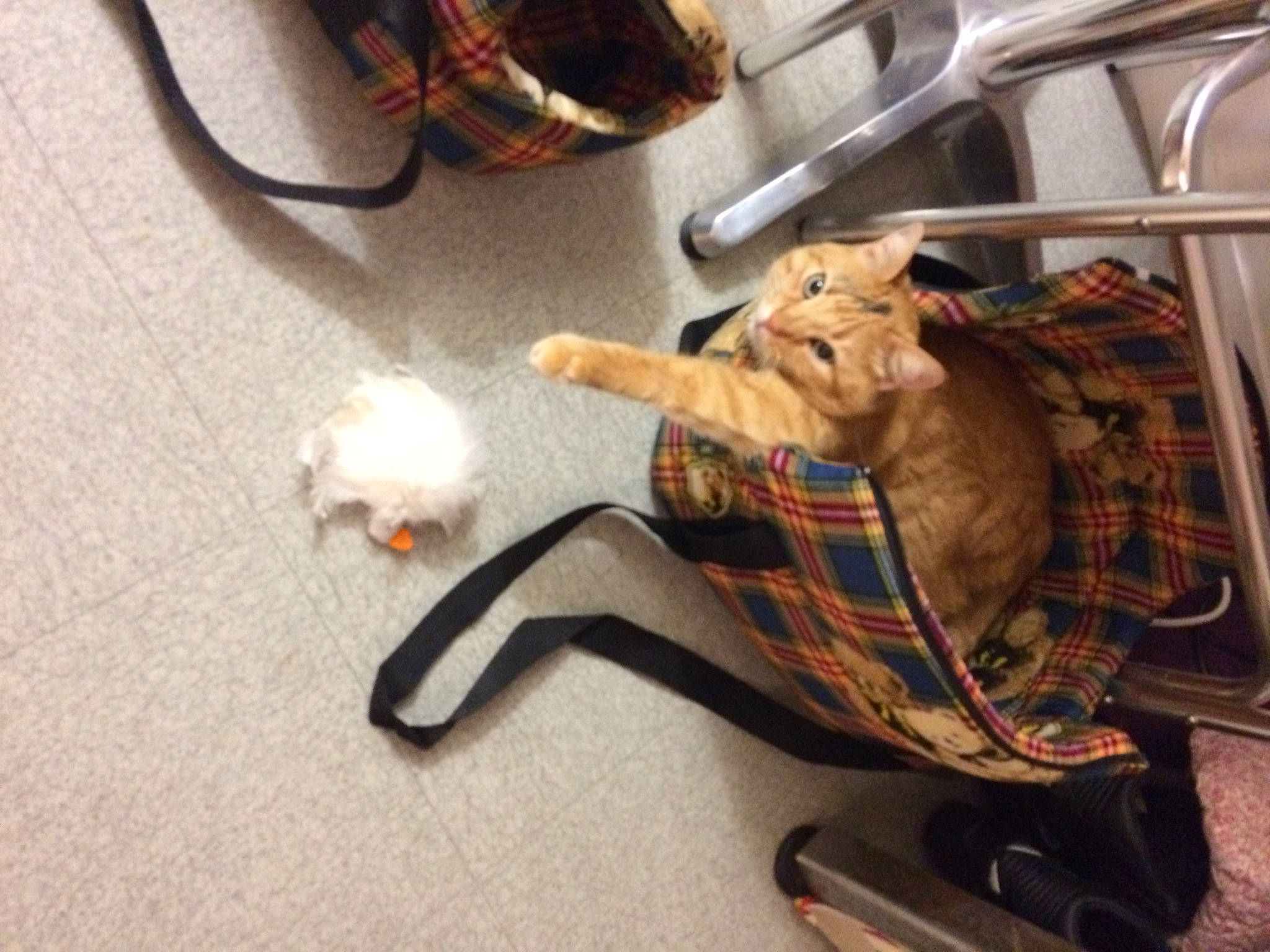 Chapo participe au concours pour gagner de l'argent avec cette photo : carnivore, cat, felidae, shoe, small_to_medium_sized_cats, tail, tortoise, whiskers