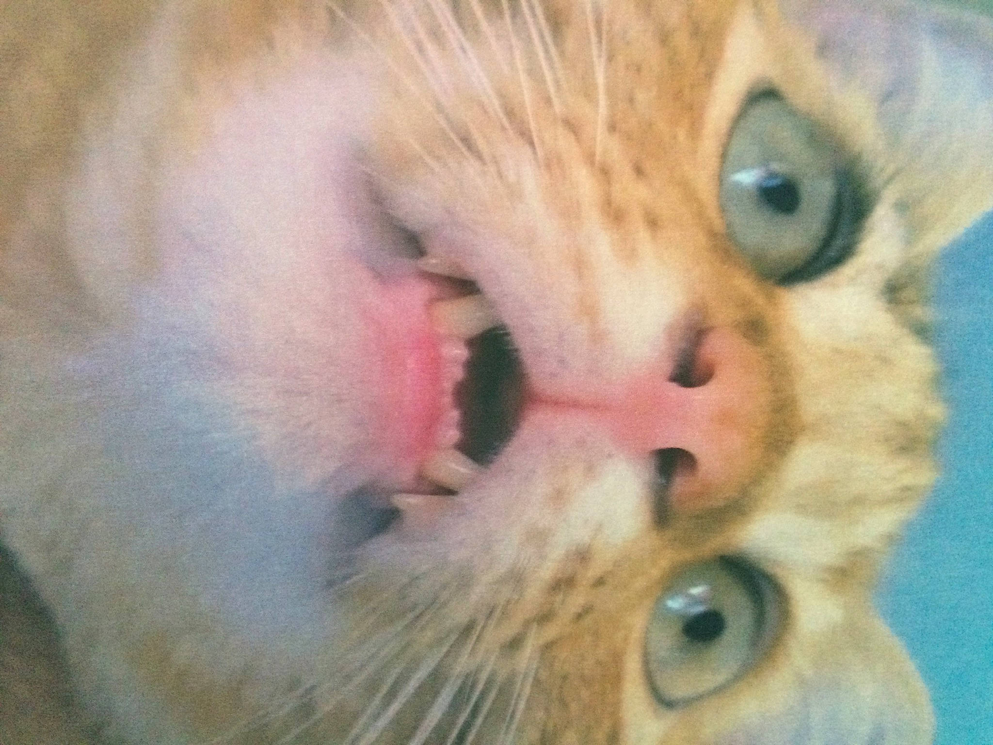 Chapo a rejoint le concours — aidez-le/la à gagner de superbes lots ! american_curl, carnivore, cat, close_up, european_shorthair, eye, face, felidae, fur, head, iris, kitten, mouth, nose, ojos_azules, polydactyl_cat, skin, small_to_medium_sized_cats, snout, whiskers