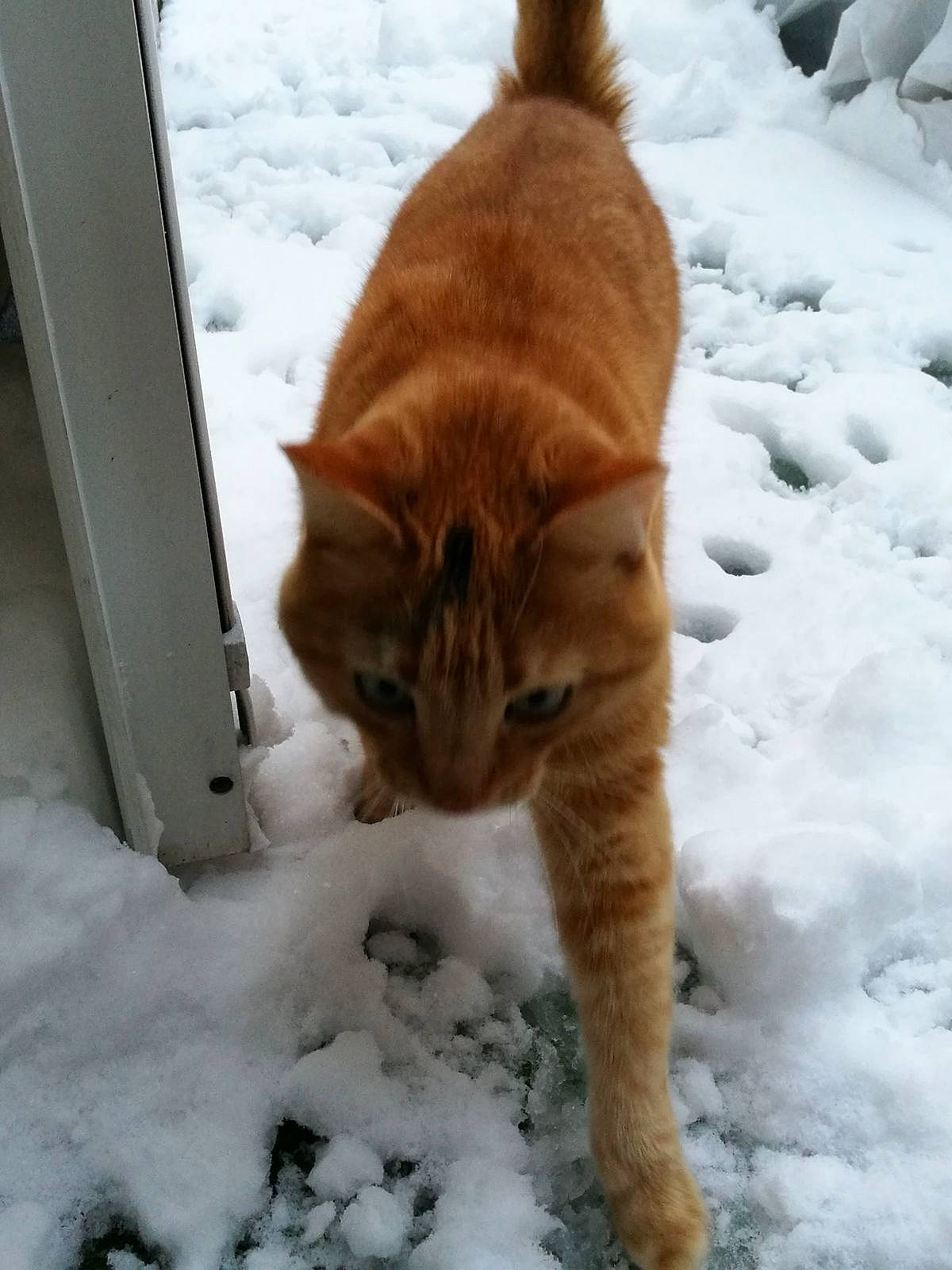 Chapo a rejoint le concours — aidez-le/la à gagner de superbes lots ! aegean_cat, carnivore, cat, domestic_short_haired_cat, european_shorthair, fawn, felidae, fur, german_rex, polydactyl_cat, small_to_medium_sized_cats, snout, snow, tabby_cat, tail, whiskers