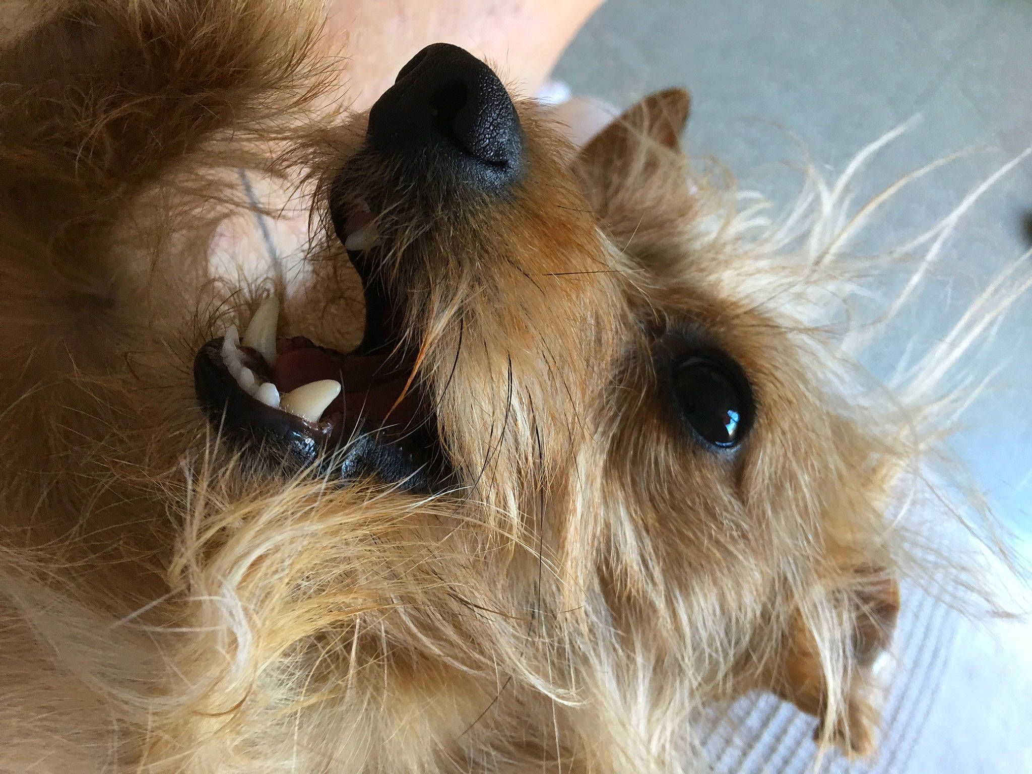 Titi a rejoint le concours — aidez-le/la à gagner de superbes lots ! australian_silky_terrier, australian_terrier, cairn_terrier, canidae, carnivore, companion_dog, dog, dog_breed, fawn, fur, mammal, norfolk_terrier, norwich_terrier, puppy, small_terrier, snout, sporting_group, terrier, toy_dog, yorkshire_terrier