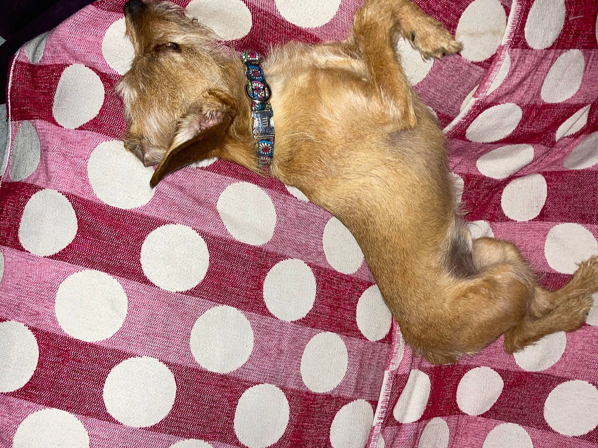 Titi participe au concours pour gagner de l'argent avec cette photo : canidae, carnivore, chihuahua, dog, dog_breed, fawn, mammal, puppy, tail, toy_dog