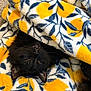 cat, kitten, black_cat, blanket, fleece, floral_pattern, yellow, blue, sleeping, cozy, nap, whiskers, fangs, fur, closeup, indoor, pet, wrapped, soft_texture, relaxed