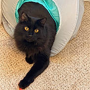 Espresso joined the competition — help win amazing prizes! cat, black_cat, longhair, golden_eyes, tunnel_toy, pet, indoor, carpet, front_paw, toy, whiskers, cozy, curious, furry, playful, portrait, closeup, living_room, black_fur, looking_up