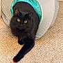 cat, black_cat, longhair, golden_eyes, tunnel_toy, pet, indoor, carpet, front_paw, toy, whiskers, cozy, curious, furry, playful, portrait, closeup, living_room, black_fur, looking_up