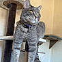 cat, gray_tabby, cat_tree, indoor, feline, pet, collar, bell, relaxed, paws, whiskers, ears, tail, wall, shelf, contemplative, domestic_cat, fur, animal, cute