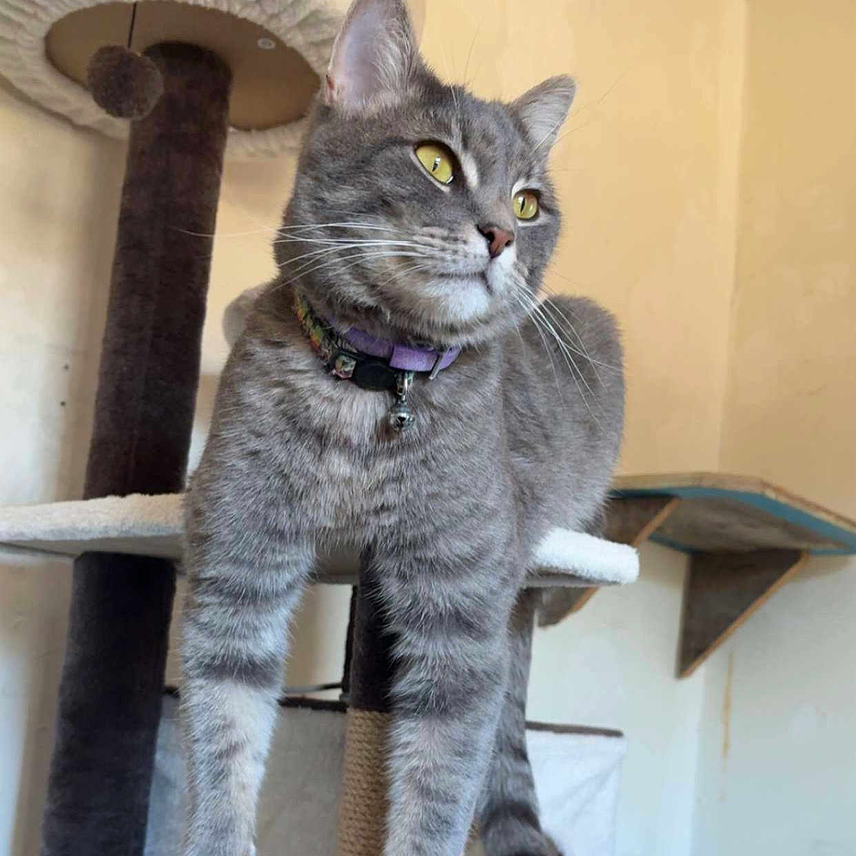 Grayson Lee is registered to the contest to win money with this photo: animal, bell, cat, cat_tree, collar, contemplative, cute, domestic_cat, ears, feline, fur, gray_tabby, indoor, paws, pet, relaxed, shelf, tail, wall, whiskers