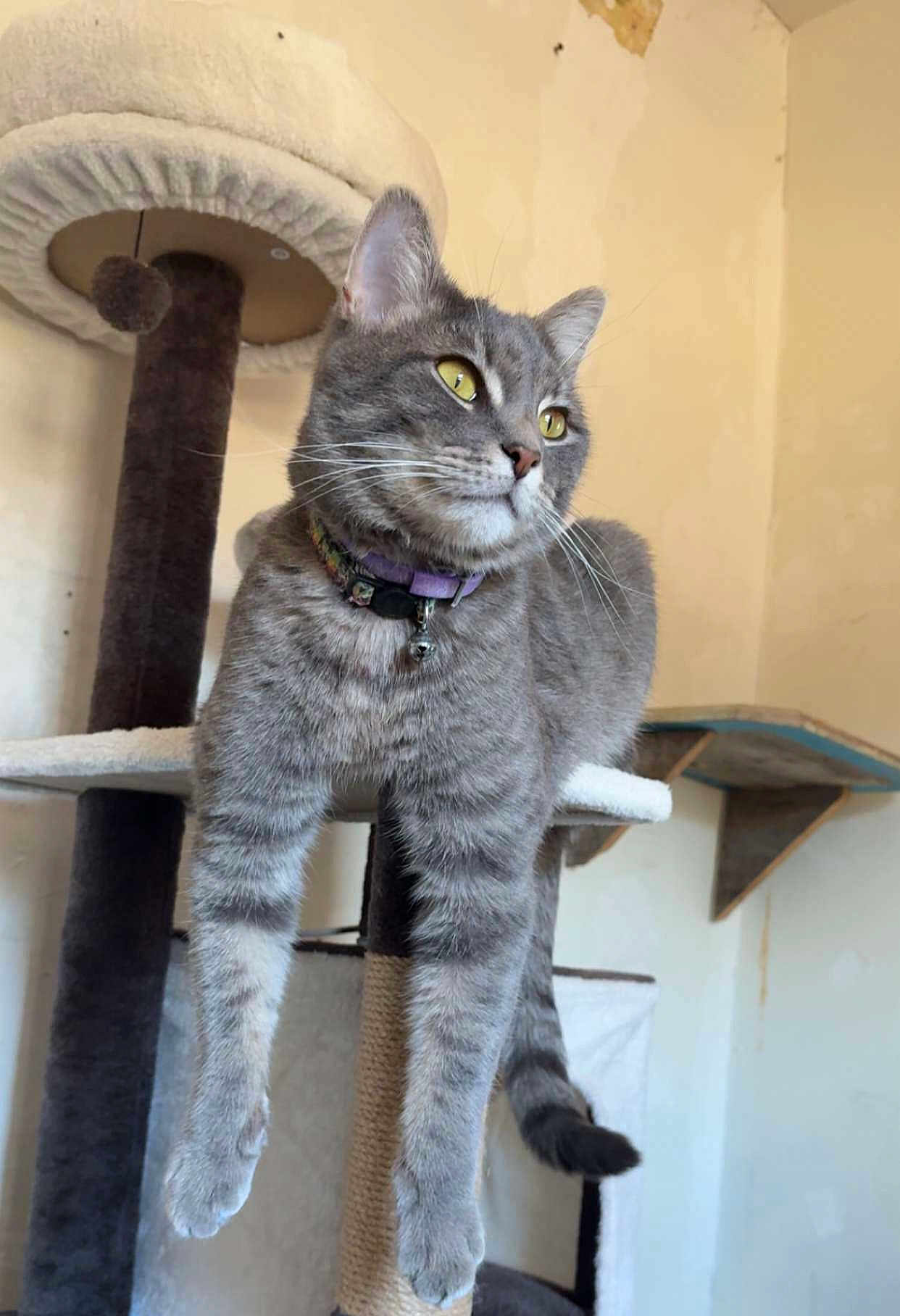 Grayson Lee is registered to the contest to win money with this photo: cat, gray_tabby, cat_tree, indoor, feline, pet, collar, bell, relaxed, paws, whiskers, ears, tail, wall, shelf, contemplative, domestic_cat, fur, animal, cute