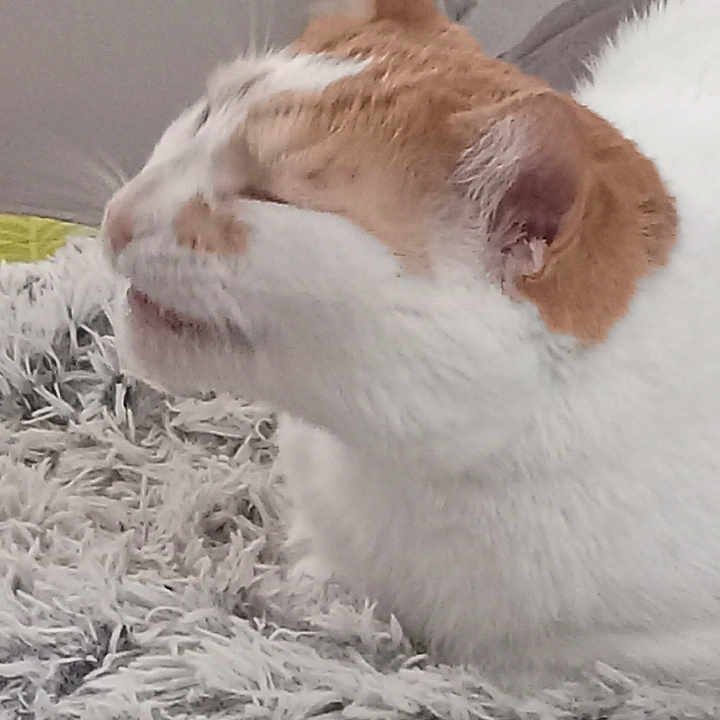 Peaches joined the competition — help win amazing prizes! abyssinian, angora, animal, blanket, cat, chart, doctor, face, head, kitten, manx, person, pet, plot, siamese, sleeping, smelling, snout, text, veterinarian