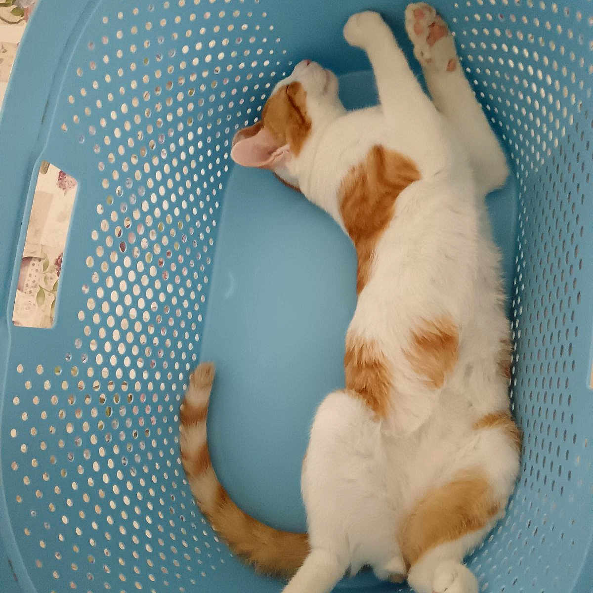 Lay