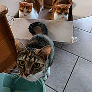 Ulyssia-Lay-noslo a rejoint le concours — aidez-le/la à gagner de superbes lots ! cats, three_cats, tabby_cat, orange_and_white_cat, cardboard_box, indoors, tiled_floor, pet, feline, animal, curious, sitting, standing, striped_fur, green_eyes, brown_fur, white_fur, orange_fur, household, funny_scene