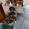 cats, three_cats, tabby_cat, orange_and_white_cat, cardboard_box, indoors, tiled_floor, pet, feline, animal, curious, sitting, standing, striped_fur, green_eyes, brown_fur, white_fur, orange_fur, household, funny_scene