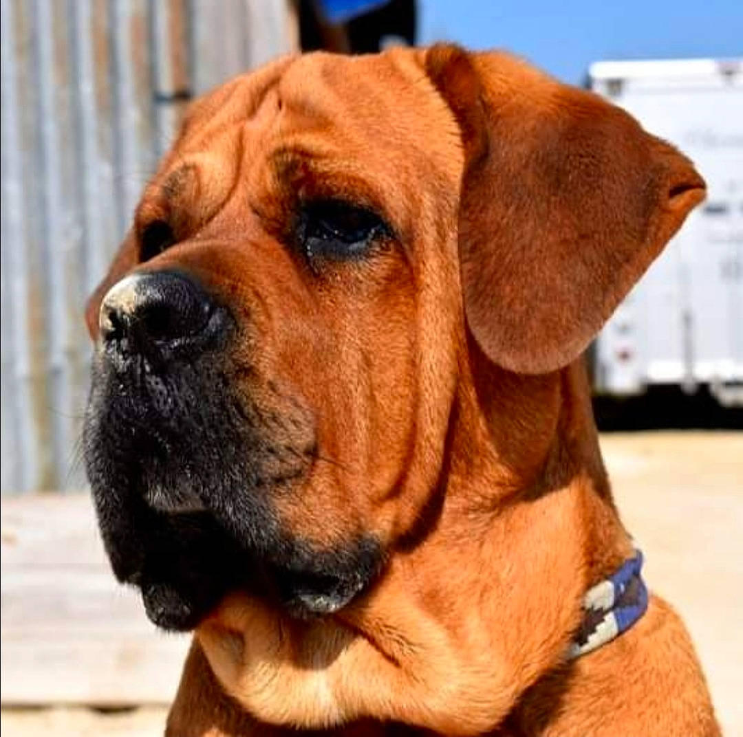 Lago participe au concours pour gagner de l'argent avec cette photo : ancient_dog_breeds, canidae, carnivore, collar, companion_dog, dog, dog_breed, dog_collar, fawn, fur, giant_dog_breed, hunting_dog, liver, molosser, pet_supply, snout, sporting_group, whiskers, working_animal, working_dog