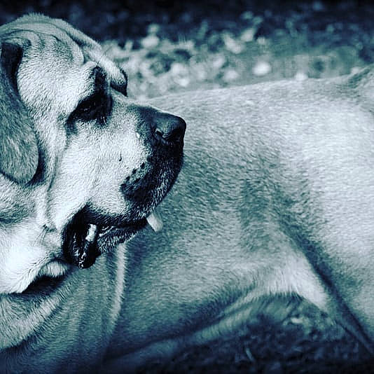 Lago a rejoint le concours — aidez-le/la à gagner de superbes lots ! canidae, carnivore, close_up, cloud, companion_dog, dog, dog_breed, electric_blue, fawn, fur, grey, guard_dog, happy, monochrome, monochrome_photography, sky, snout, sporting_group, tints_and_shades, whiskers