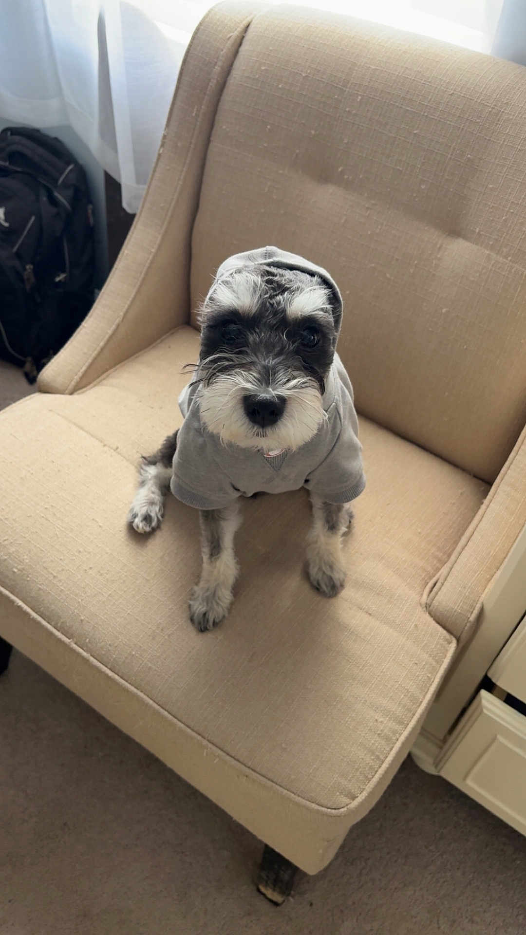 Benji joined the competition — help win amazing prizes! dog, pet, hoodie, armchair, beige_chair, sitting, portrait, indoor, cute, fur, paws, eyes, nose, looking_up, window, curtain, backpack, carpet, cozy, fabric_texture