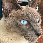 Naïko participe au concours pour gagner de l'argent avec cette photo : cat, siamese_cat, blue_eyes, close_up, pet, animal, fur, whiskers, ear, face, person_partial, shoulder, clothing, indoor, fridge, magnet, background, portrait, looking_away, domestic_animal