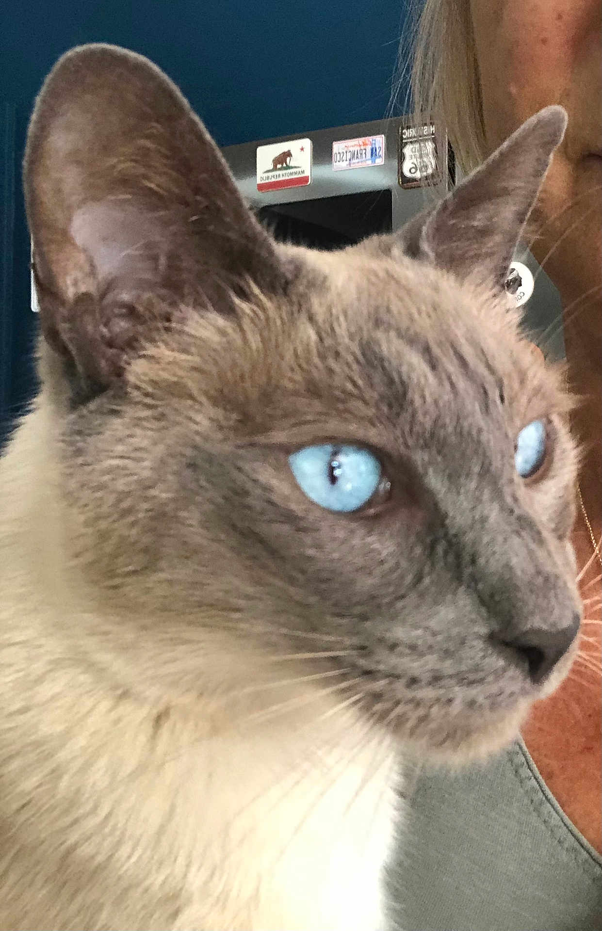 Naïko participe au concours pour gagner de l'argent avec cette photo : cat, siamese_cat, blue_eyes, close_up, pet, animal, fur, whiskers, ear, face, person_partial, shoulder, clothing, indoor, fridge, magnet, background, portrait, looking_away, domestic_animal