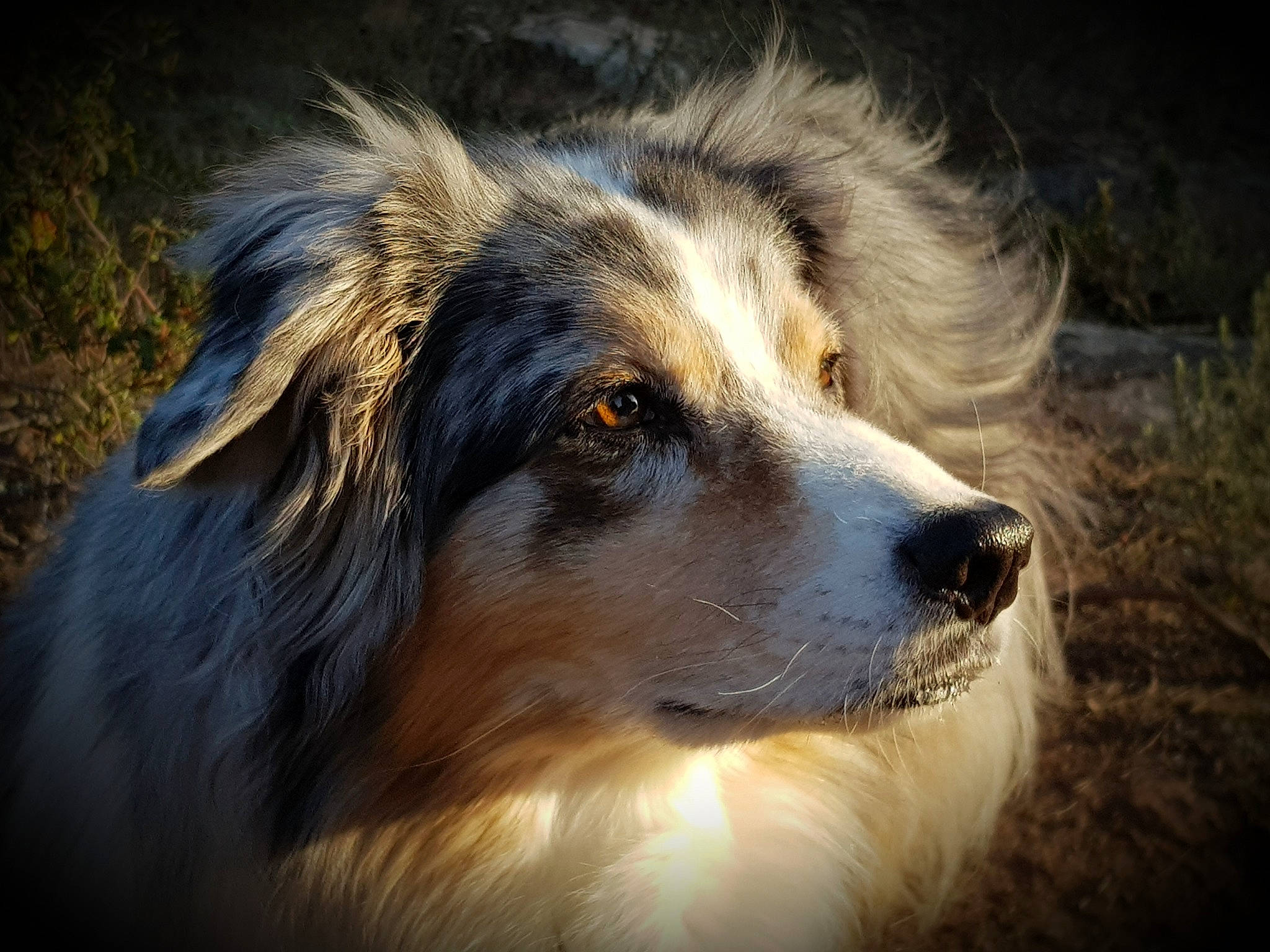 Etna participe au concours pour gagner de l'argent avec cette photo : ancient_dog_breeds, carnivore, companion_dog, dog, dog_breed, fur, grass, herding_dog, landscape, sporting_group, terrestrial_animal, whiskers, wildlife, working_dog