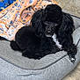 dog, poodle, black_dog, pet, dog_bed, blanket, paw_prints, indoor, floor, cozy, resting, curious, fur, canine, animal, companion, domestic, cute, relaxed, laying_down