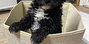 Loki is registered to the contest to win money with this photo: puppy, dog, black_dog, white_fur, curly_fur, pet, indoor, storage_bin, beige_bin, floor_tiles, cute, small_dog, curious, animal, canine, young_dog, pet_portrait, domestic_animal, adorable, fluffy