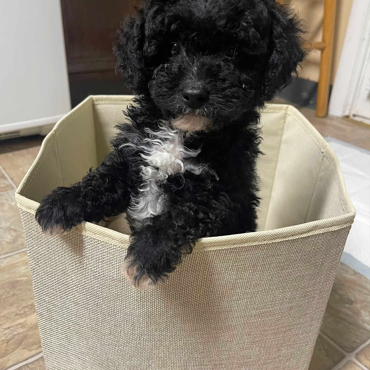 Loki is registered to the contest to win money with this photo: adorable, animal, beige_bin, black_dog, canine, curious, curly_fur, cute, dog, domestic_animal, floor_tiles, fluffy, indoor, pet, pet_portrait, puppy, small_dog, storage_bin, white_fur, young_dog