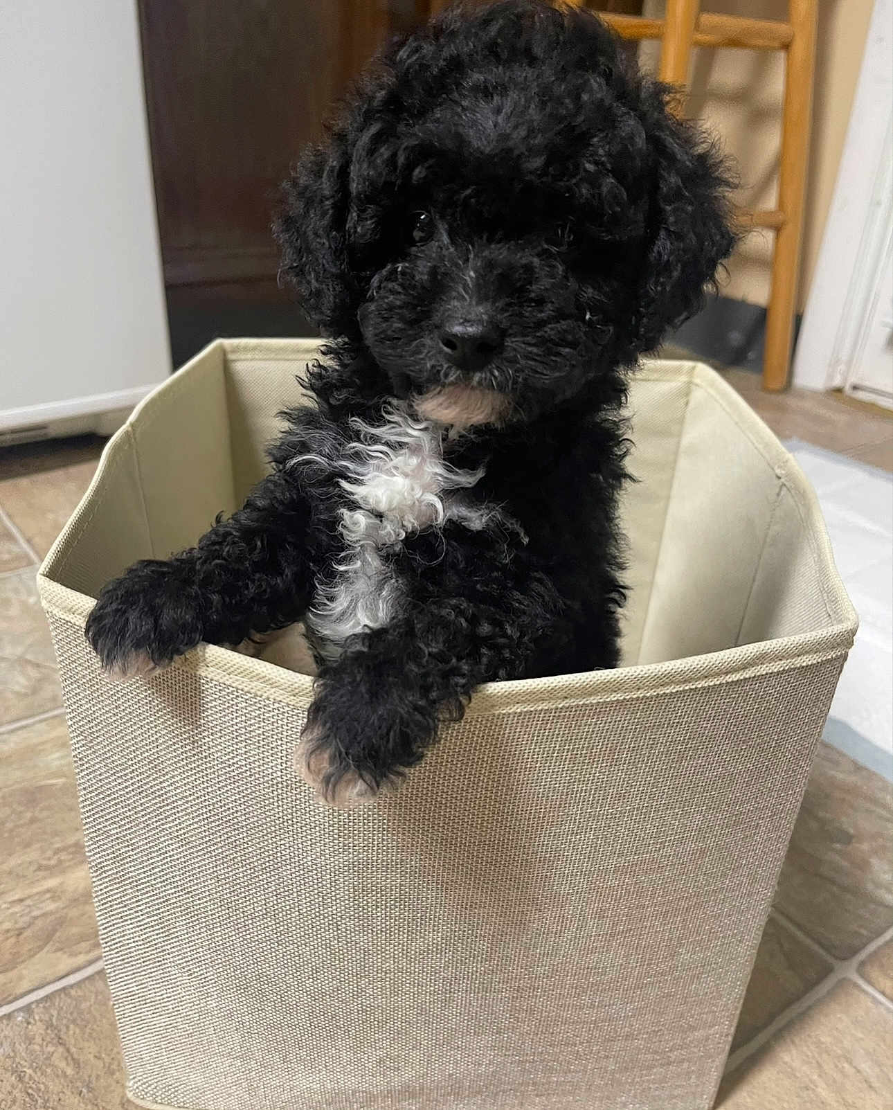 Loki