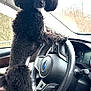 Loki joined the competition — help win amazing prizes! dog, poodle, black_dog, car_interior, steering_wheel, pet, animal, canine, vehicle, window, dashboard, person, seat, fur, curious, standing, indoor, closeup, front_paws, lap