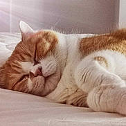 Rasta a rejoint le concours — aidez-le/la à gagner de superbes lots ! bed, calm, cat, closeup, comfort, cozy, cute, domestic_animal, feline, fur, indoor, napping, orange_and_white, pet, relaxation, resting, sleeping, soft, sunlight, whiskers