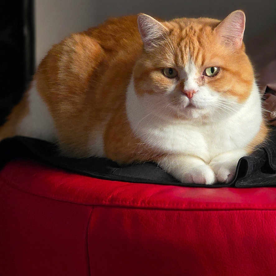 Rasta a rejoint le concours — aidez-le/la à gagner de superbes lots ! animal, calm, cat, closeup, cute, domestic_cat, ears, feline, fluffy, fur, indoor, orange_cat, pet, portrait, red_cushion, resting, sitting, soft_light, whiskers, white_cat