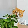 Rasta participe au concours pour gagner de l'argent avec cette photo : animal, background_blur, cat, closeup, curious, domestic_cat, ears, eyes, feline, green_leaves, home, houseplant, indoor, leaf, orange_cat, pet, plant, table, whiskers, white_cat