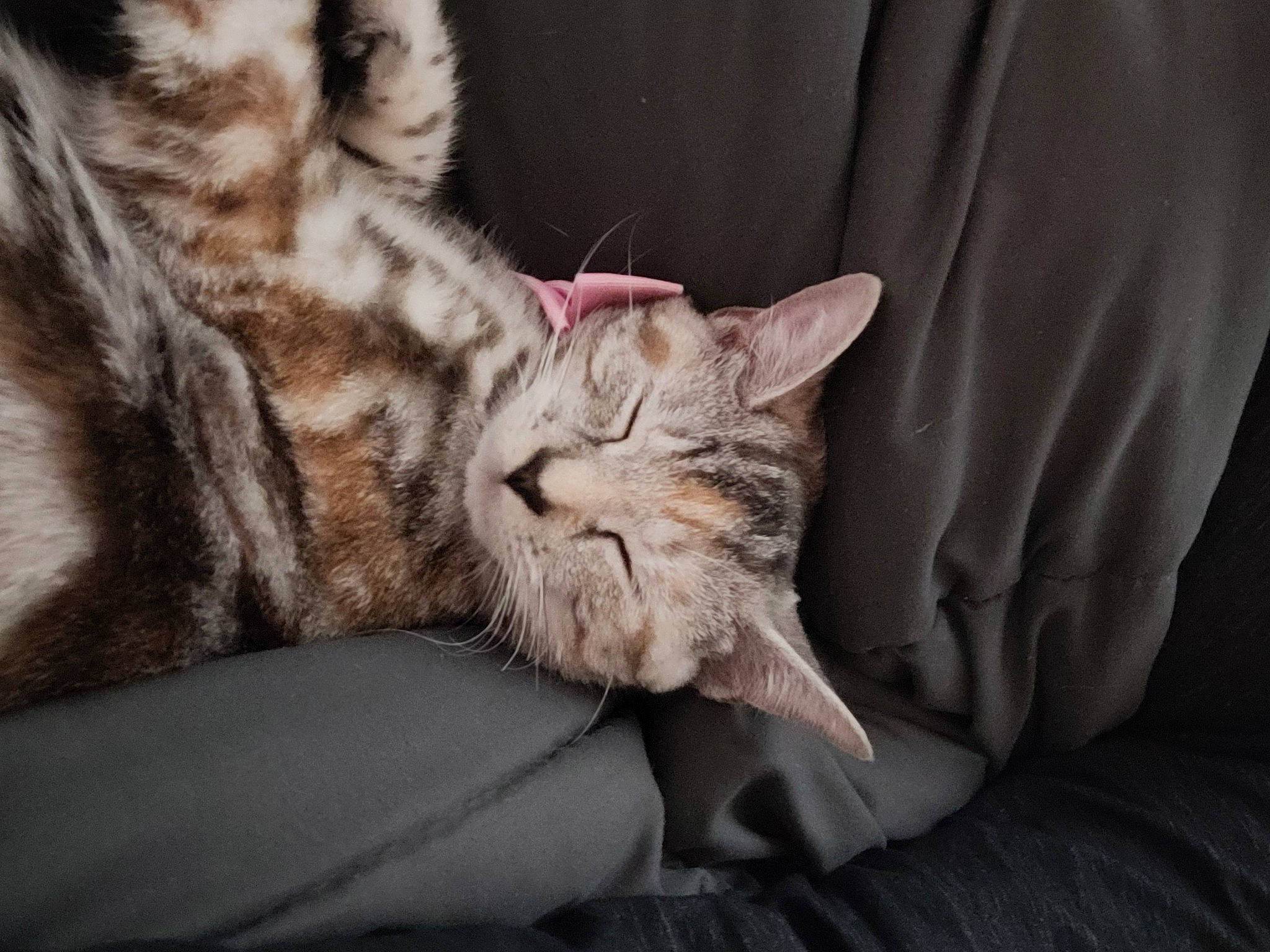 Jordan joined the competition — help win amazing prizes! carnivore, cat, claw, close_up, comfort, couch, domestic_short_haired_cat, ear, fawn, felidae, fur, grey, nap, paw, sleeve, small_to_medium_sized_cats, snout, textile, whiskers, wildlife