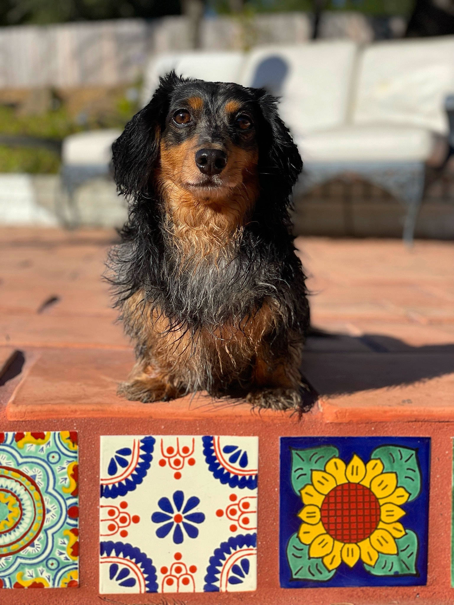 Isabella joined the competition — help win amazing prizes! ancient_dog_breeds, art, canidae, carnivore, companion_dog, dog, dog_breed, dog_sports, event, fur, herding_dog, logo, recreation, snout, sporting_group, terrestrial_animal, working_animal, working_dog