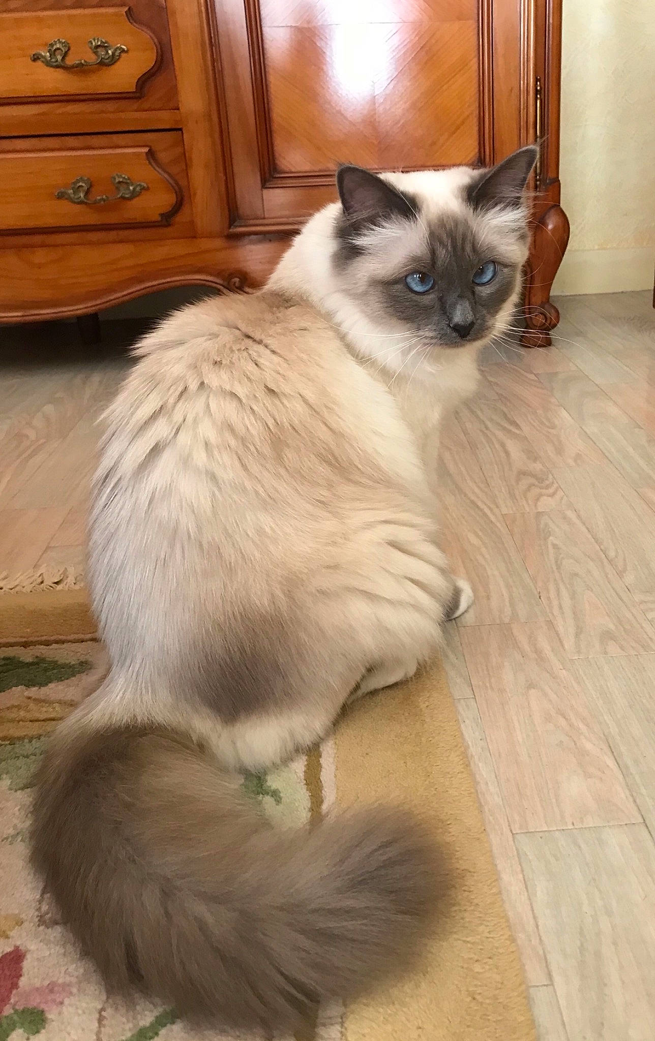 Nysa participe au concours pour gagner de l'argent avec cette photo : balinese, birman, carnivoran, cat, cat_like_mammal, domestic_long_haired_cat, domestic_short_haired_cat, fur, ragdoll, siamese, small_to_medium_sized_cats, snout, tail, thai, whiskers