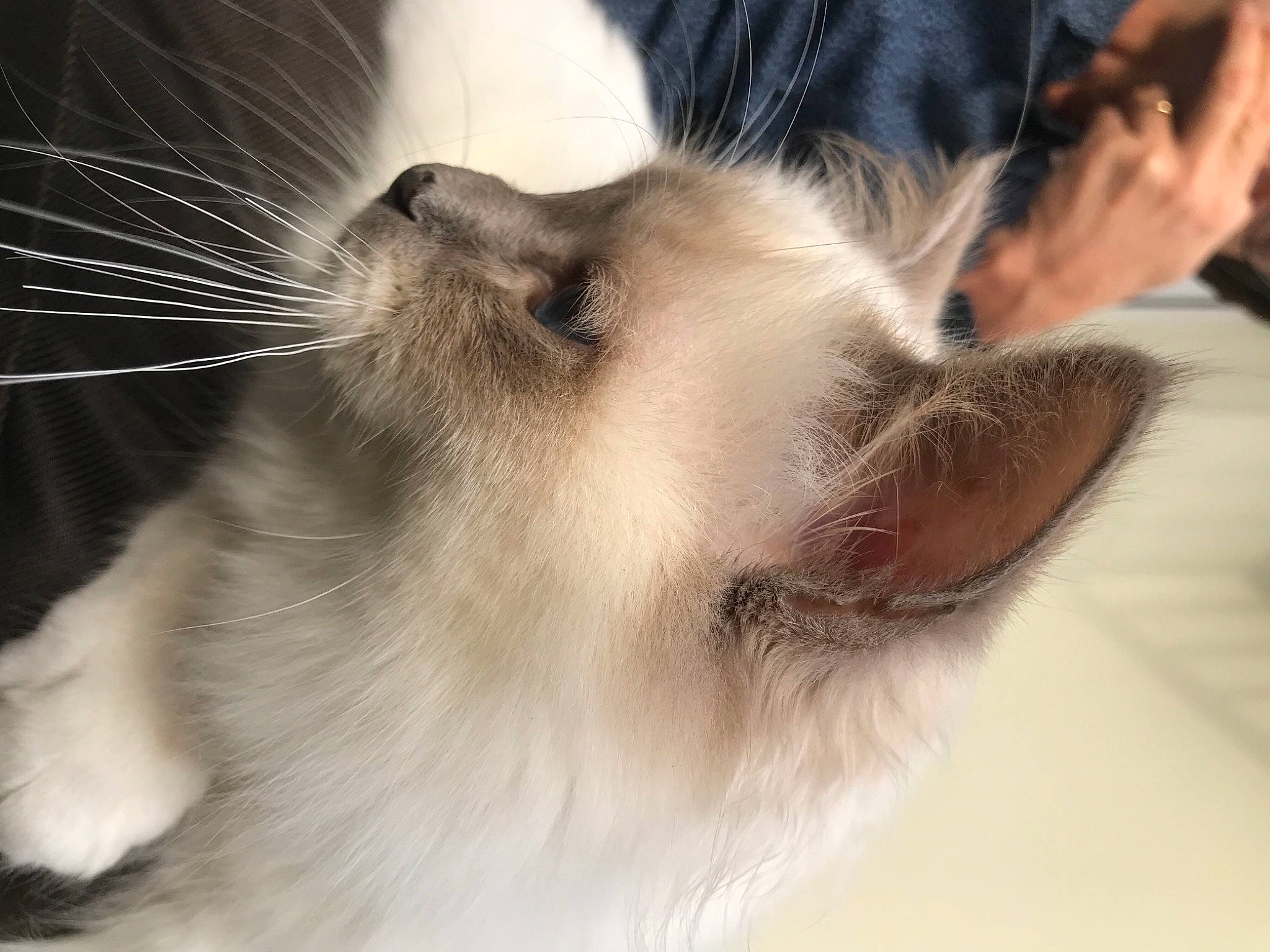 Reine participe au concours pour gagner de l'argent avec cette photo : carnivore, cat, close_up, facial_expression, fawn, felidae, fur, iris, jaw, organ, organism, photography, skin, small_to_medium_sized_cats, snout, terrestrial_animal, vertebrate, whiskers