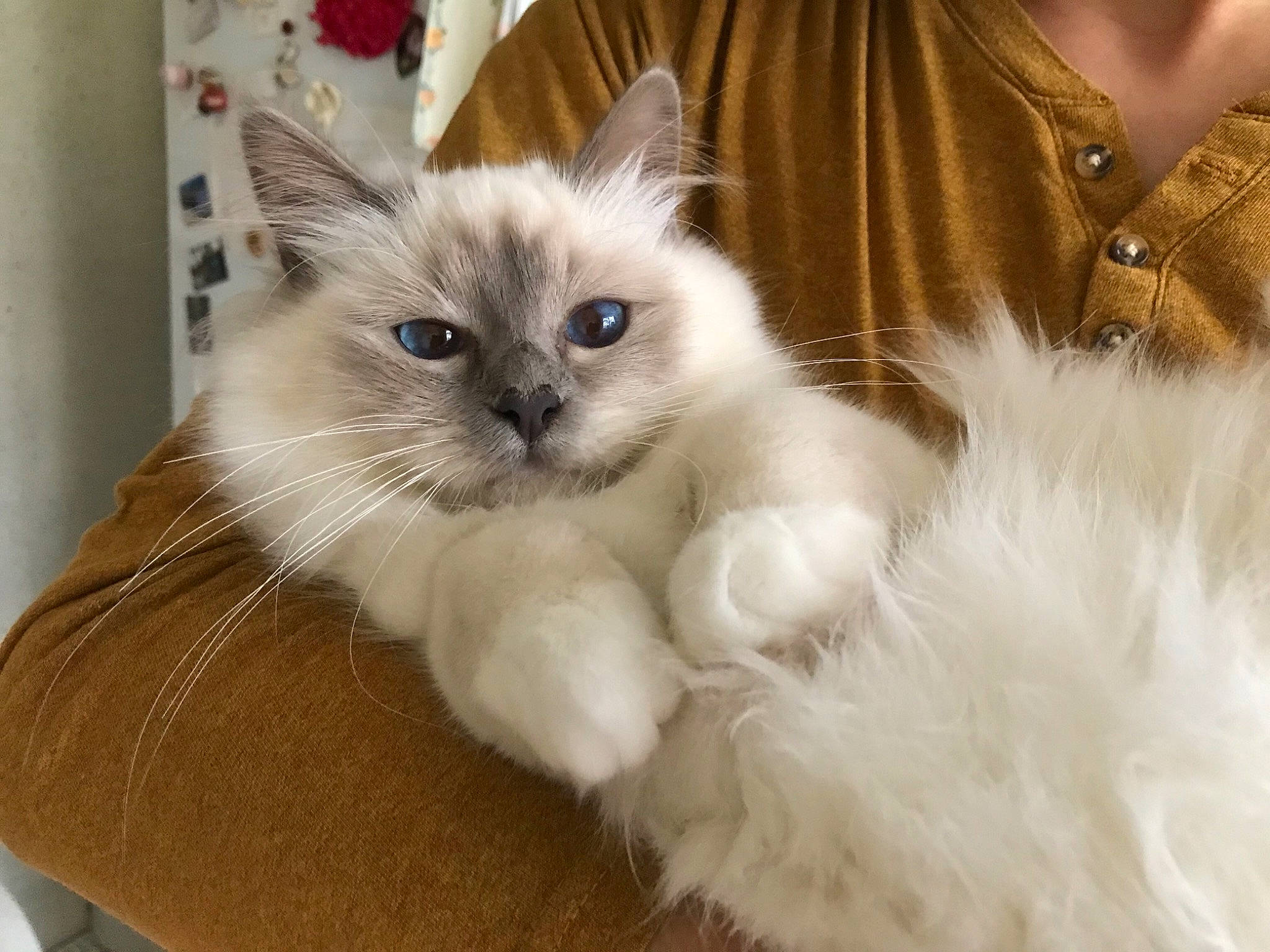 Reine a rejoint le concours — aidez-le/la à gagner de superbes lots ! asian_semi_longhair, beige, birman, carnivore, cat, domestic_long_haired_cat, felidae, fur, iris, ragdoll, small_to_medium_sized_cats, snout, vertebrate, whiskers