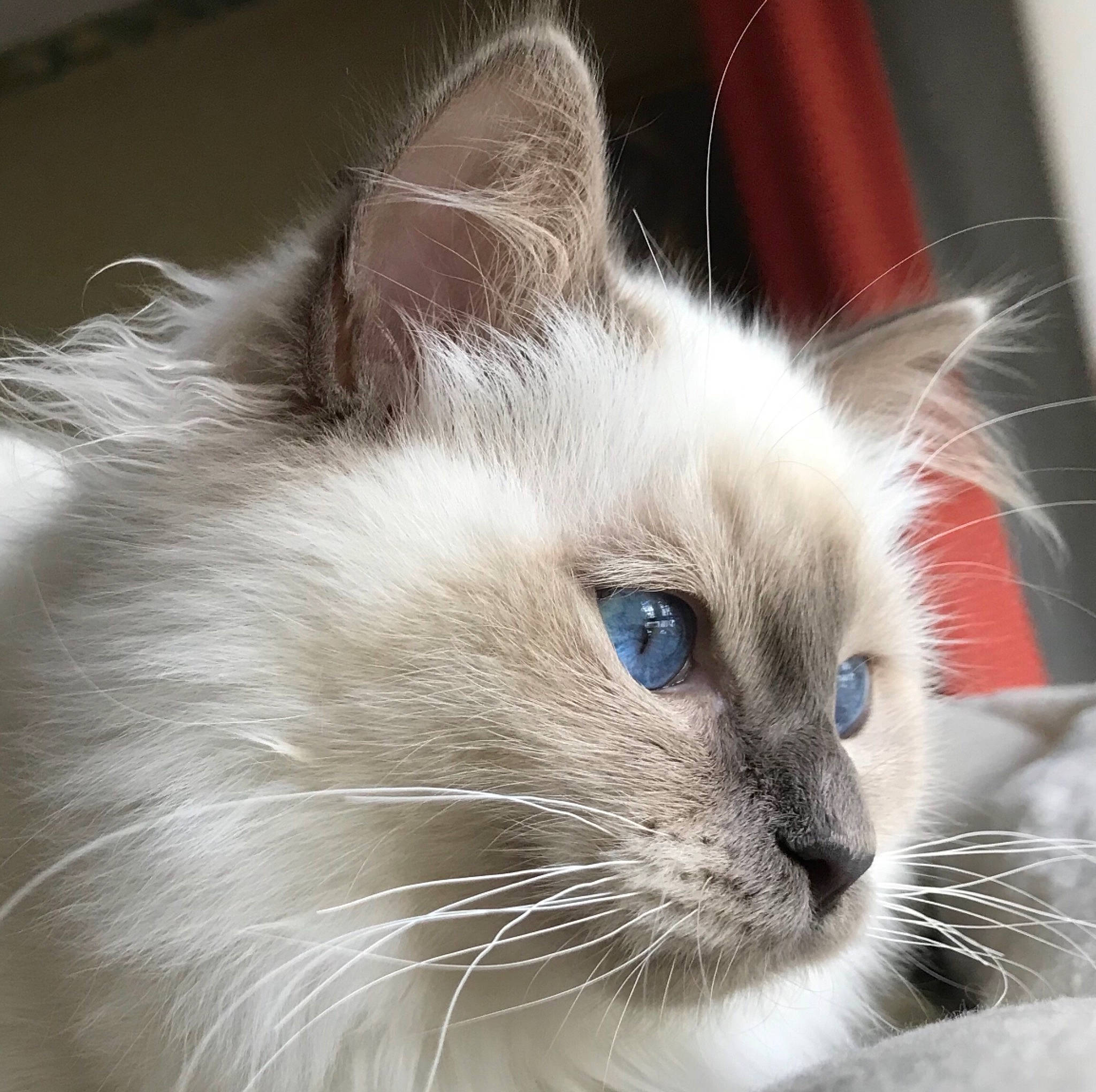 Reine participe au concours pour gagner de l'argent avec cette photo : balinese, birman, carnivore, cat, close_up, curious, felidae, fur, iris, ojos_azules, ragdoll, siamese, small_to_medium_sized_cats, snout, thai, tonkinese, vertebrate, whiskers