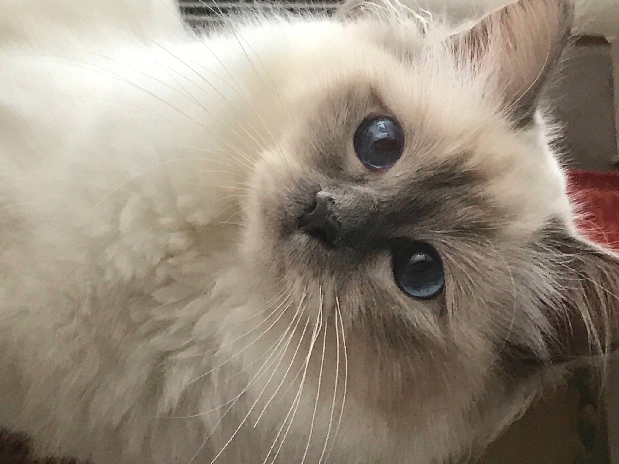 Reine a rejoint le concours — aidez-le/la à gagner de superbes lots ! carnivore, cat, close_up, curious, felidae, fur, iris, ragdoll, small_to_medium_sized_cats, snout, vertebrate, whiskers