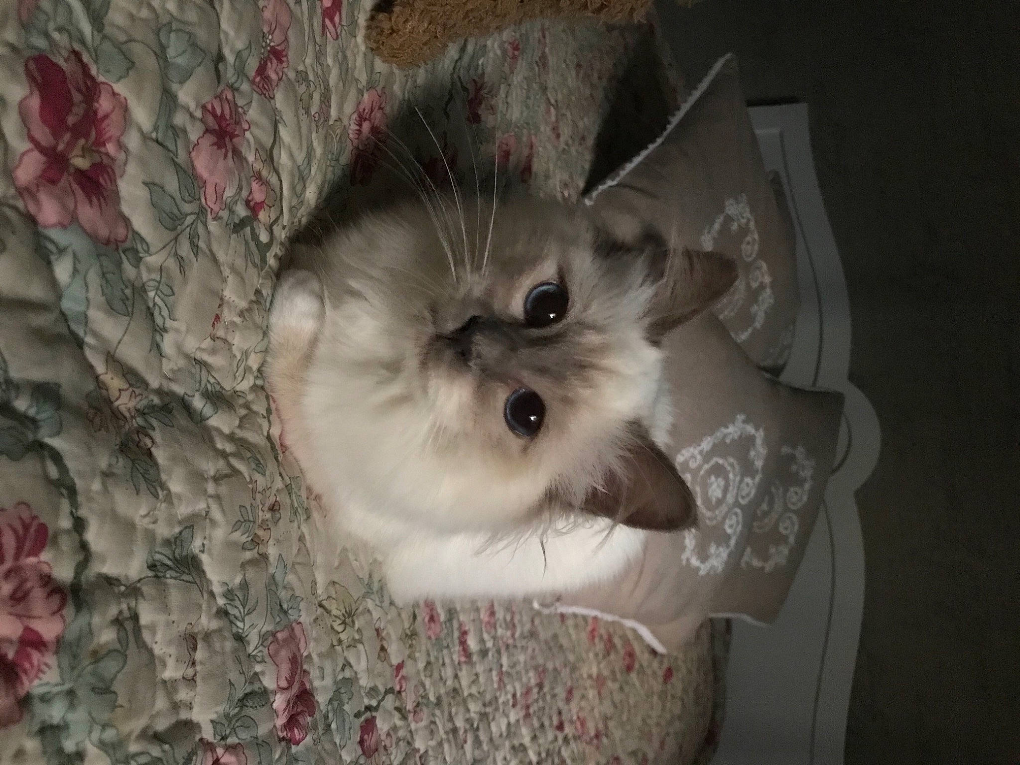 Reine a rejoint le concours — aidez-le/la à gagner de superbes lots ! carnivore, cat, fawn, felidae, fur, kitten, linens, pet_supply, small_to_medium_sized_cats, snout, whiskers