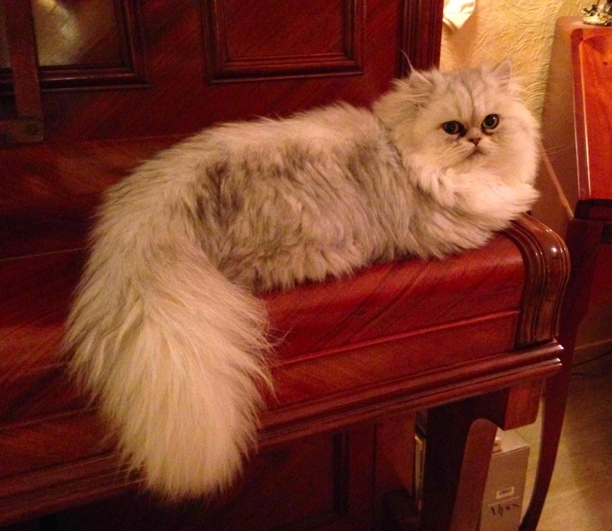 Othello participe au concours pour gagner de l'argent avec cette photo : asian_semi_longhair, british_semi_longhair, carnivore, cat, domestic_long_haired_cat, fawn, felidae, flooring, fur, hardwood, laminate_flooring, natural_material, peach, persian, small_to_medium_sized_cats, varnish, whiskers, wood, wood_flooring, wood_stain