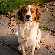 Tim participe au concours pour gagner de l'argent avec cette photo : dog, spaniel, pet, animal, portrait, sitting, outdoor, garden, patio, paving_stones, autumn, fallen_leaves, greenery, brown_and_white, floppy_ears, long_fur, friendly, looking_at_camera, sunlight, front_view