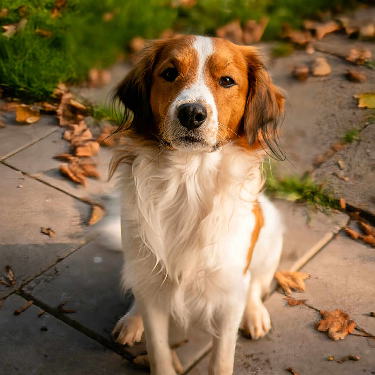 Tim participe au concours pour gagner de l'argent avec cette photo : dog, spaniel, pet, animal, portrait, sitting, outdoor, garden, patio, paving_stones, autumn, fallen_leaves, greenery, brown_and_white, floppy_ears, long_fur, friendly, looking_at_camera, sunlight, front_view