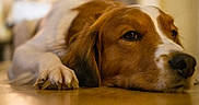 Tim a rejoint le concours — aidez-le/la à gagner de superbes lots ! dog, pet, brown_and_white, lying_down, sleepy, relaxed, paws, snout, nose, eyes, fur, long_ears, indoor, floor, wooden_floor, warm_lighting, bokeh, close_up, portrait, resting