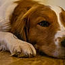 Tim participe au concours pour gagner de l'argent avec cette photo : dog, puppy, brown_and_white, pet, lying_down, sleepy, close_up, portrait, paws, fur, floppy_ears, eyes, nose, indoors, wooden_floor, cozy, resting, cute, animal, photography